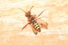 Nomada marshamella